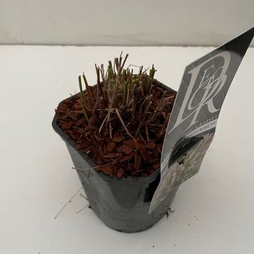 Pennisetum orientale 'Karley Rose'