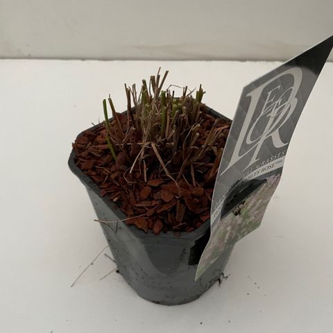 Pennisetum orientale 'Karley Rose'