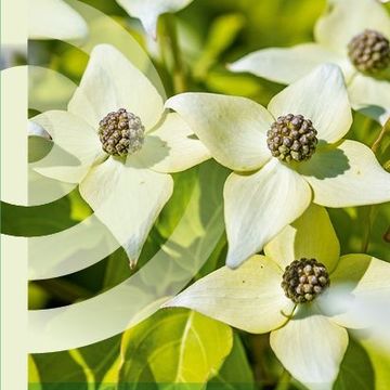Cornus kousa MIX