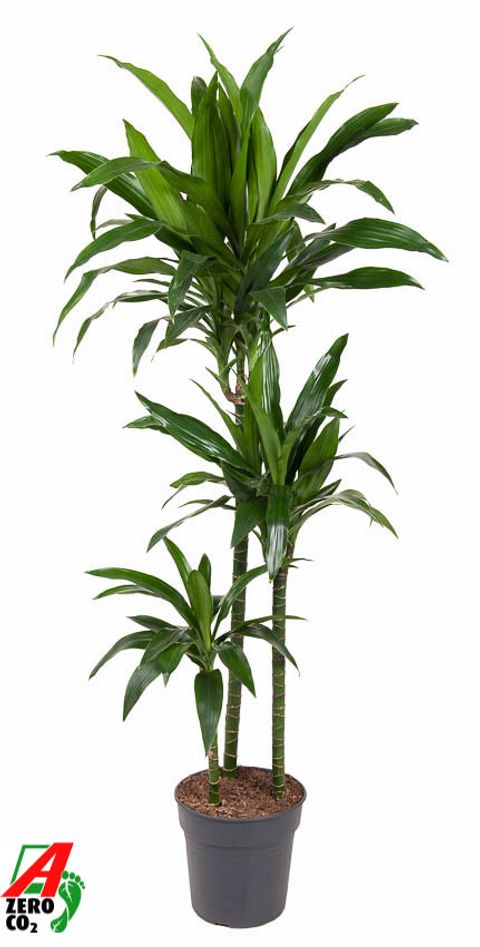 Dracaena fragrans 'Janet Craig'