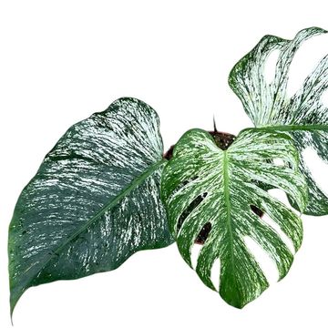 Monstera 'Devil Monster'