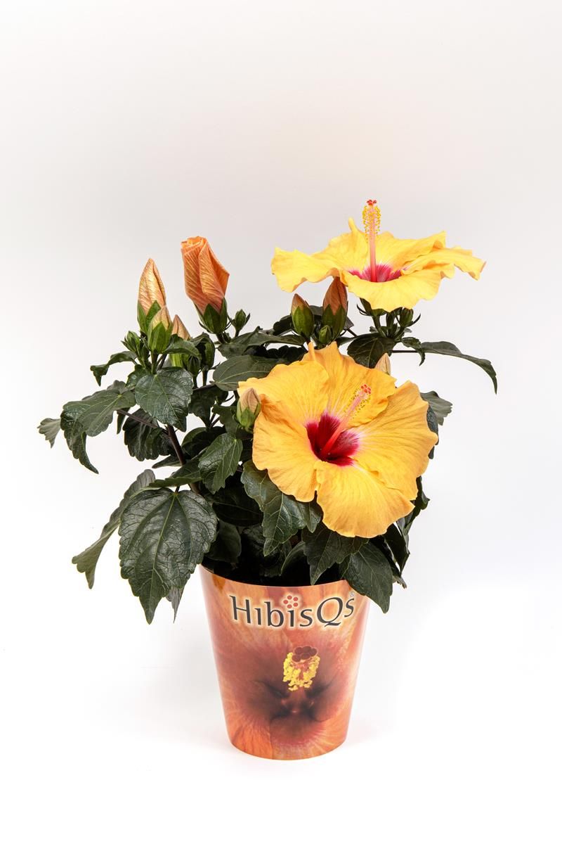 Hibiscus rosa-sinensis HIBISQS YELLOW — Plant Wholesale FlorAccess