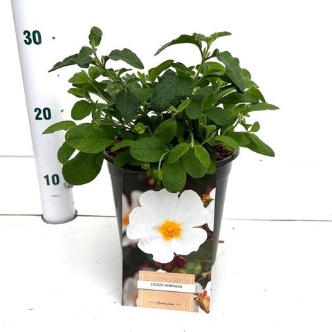 Cistus x hybridus