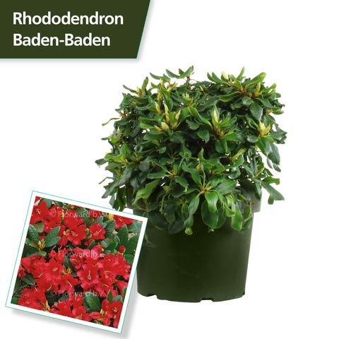 Rhododendron 'Баден-Баден'