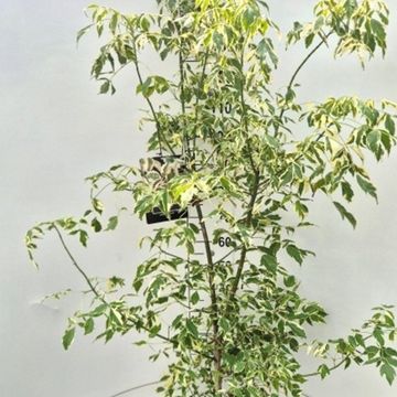 Acer negundo 'Variegatum'