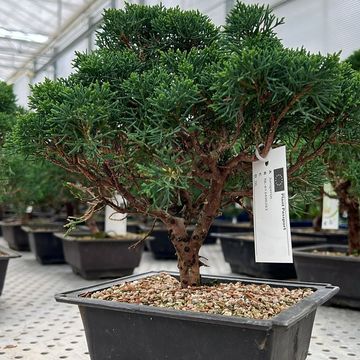 Juniperus chinensis