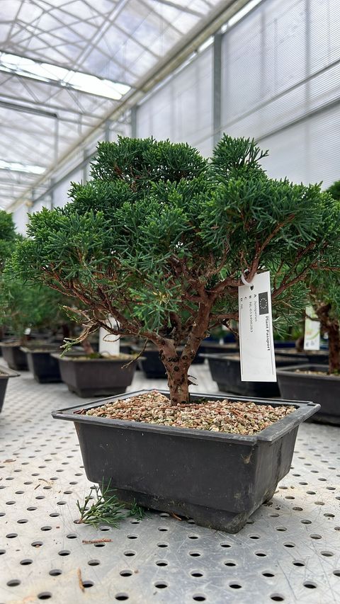 Juniperus chinensis