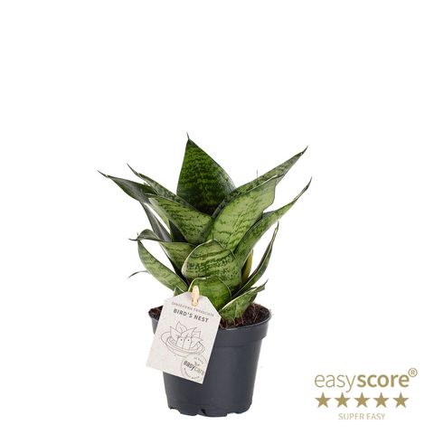 Sansevieria trifasciata 'Green Hahnii'