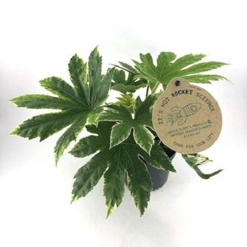 Fatsia japonica 'Spider's Web'