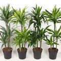 Dracaena MIX