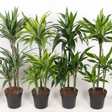Dracaena MIX