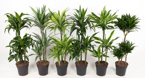 Dracaena MIX