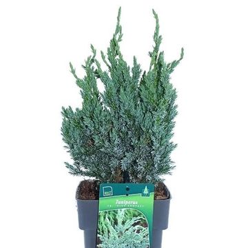 Juniperus squamata 'Blue Compact'