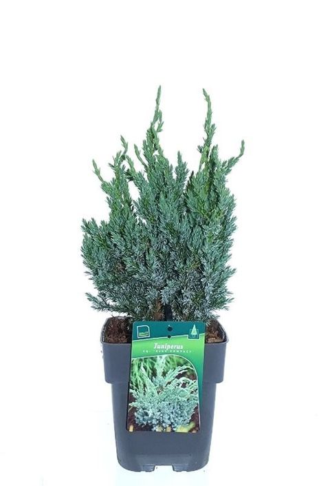 Juniperus squamata 'Blue Compact'