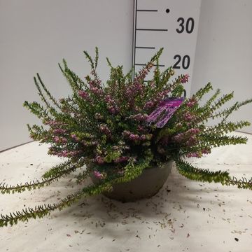 Erica x darleyensis 'Darley Dale'