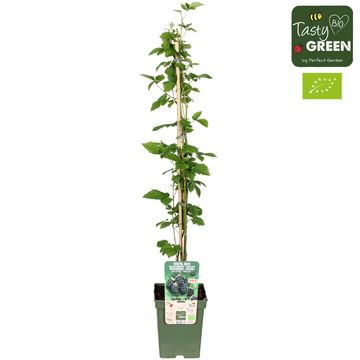 Rubus fruticosus NAVAHO SUMMERLONG