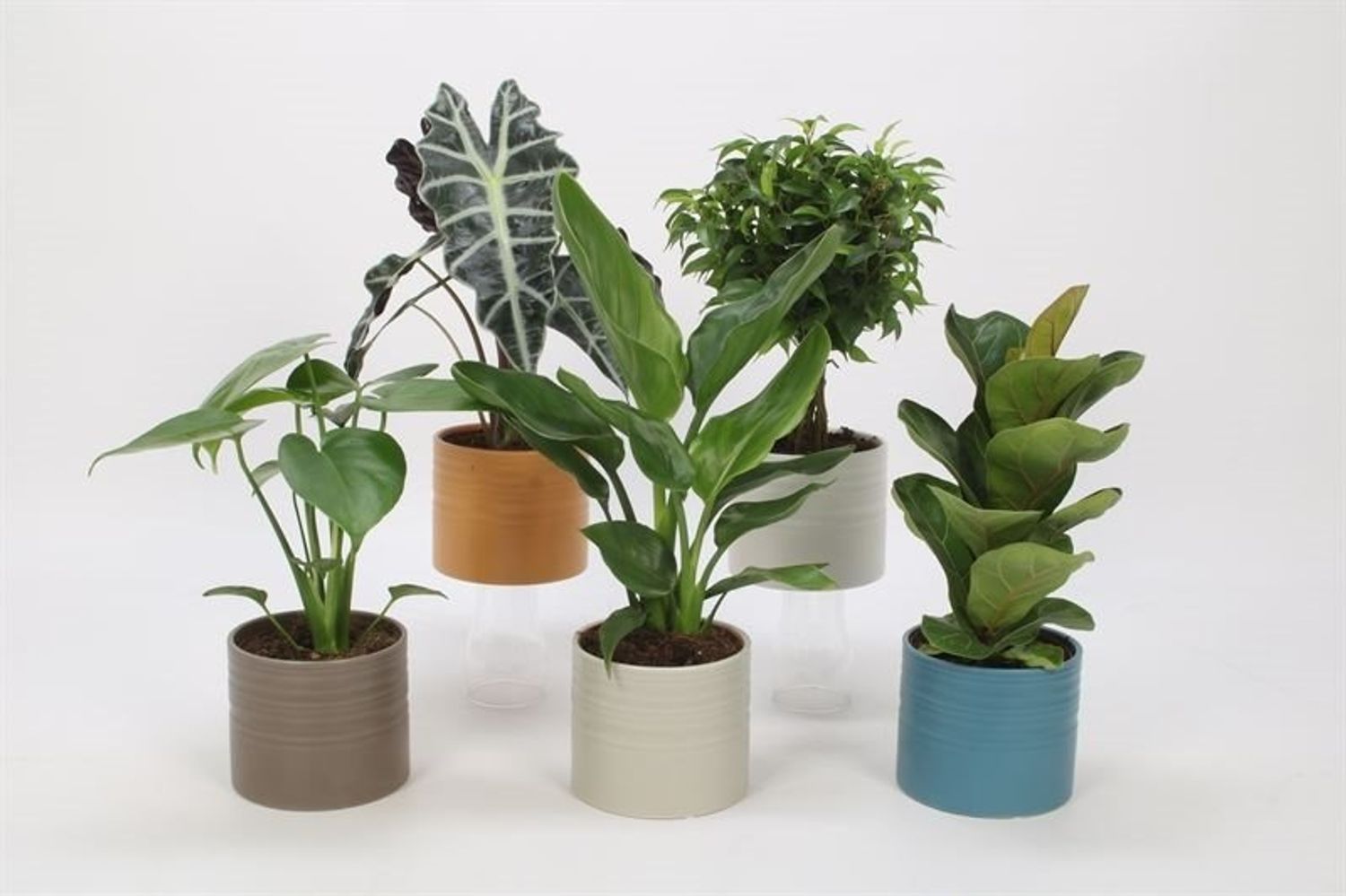 Houseplants MIX — Plant Wholesale FlorAccess