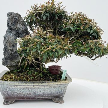 Trachelospermum asiaticum