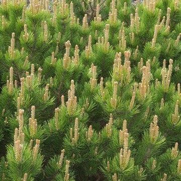 Pinus mugo mughus