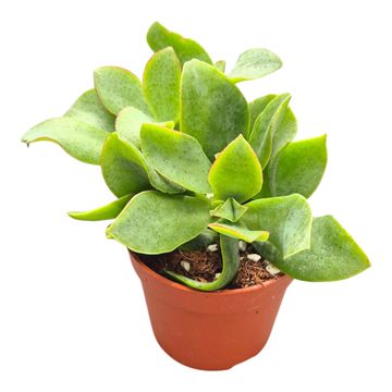 Crassula arborescens undilatifolia