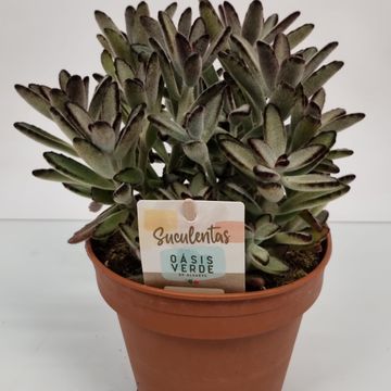 Kalanchoe tomentosa 'Nigra'