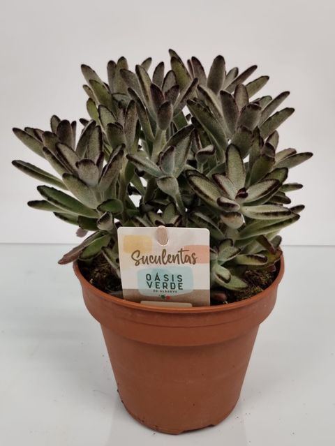 Kalanchoe tomentosa 'Nigra'