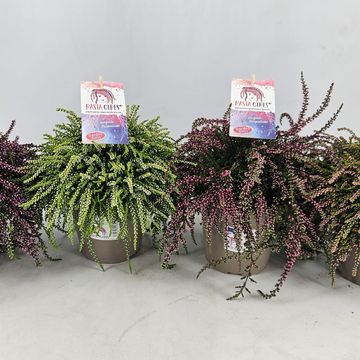Calluna vulgaris RASTA GIRLS MIX