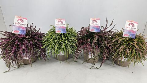 Calluna vulgaris RASTA GIRLS MIX