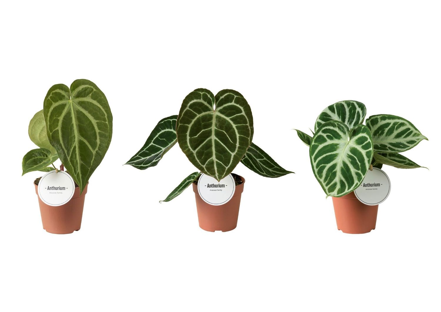 Anthurium MIX  Pflanzengrohandel FlorAccess
