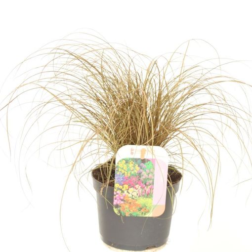 Carex comans 'Bronze Form'