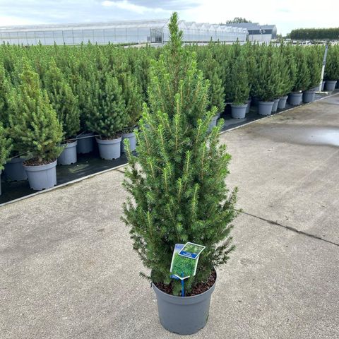 Picea glauca 'Conica'