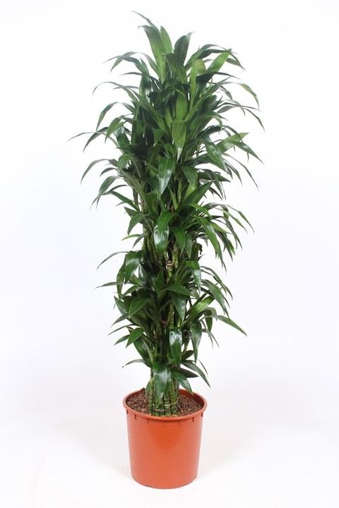 Dracaena fragrans 'Janet Craig'