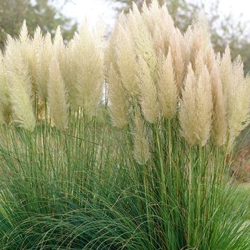 Cortaderia selloana 'Evita'