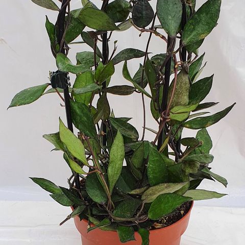 Hoya krohniana BLACK LEAVES — Plant Wholesale FlorAccess