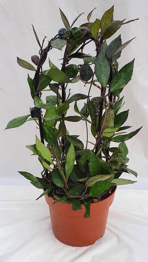 Hoya krohniana BLACK LEAVES — Plant Wholesale FlorAccess