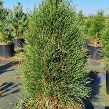 Pinus nigra 'Green Tower'