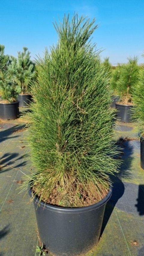 Pinus nigra 'Green Tower'