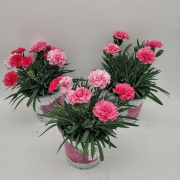 Dianthus I LOVE U