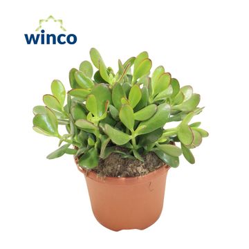 Crassula ovata