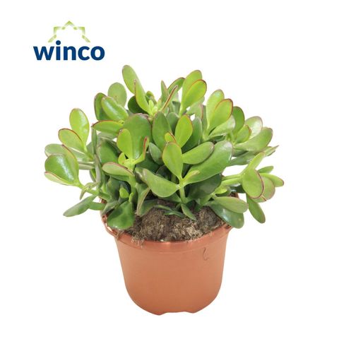 Crassula ovata