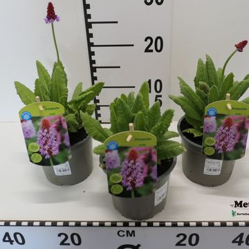 Primula vialii