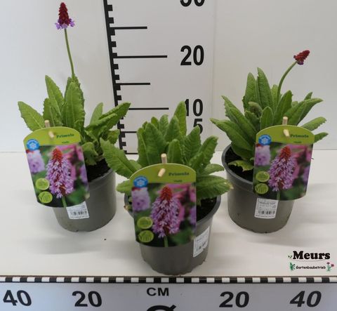 Primula vialii
