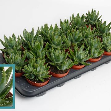 Aloe brevifolia