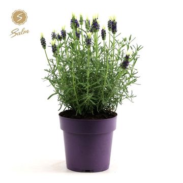 Lavandula stoechas 'Anouk White'