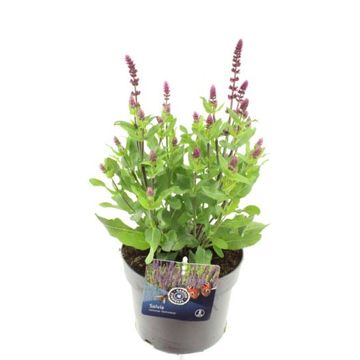 Salvia nemorosa 'Ostfriesland'