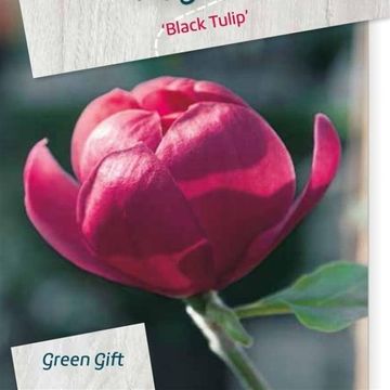 Magnolia BLACK TULIP