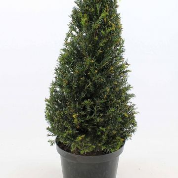 Taxus baccata