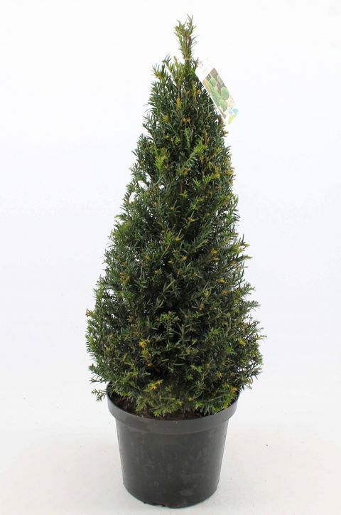 Taxus baccata
