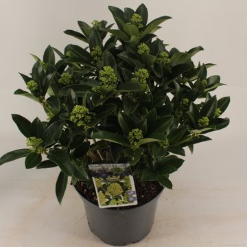 Skimmia japonica WHITE GLOBE