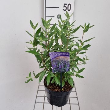 Caryopteris x clandonensis 'Thetis'